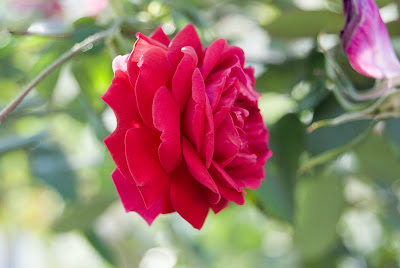 A beautiful red rose