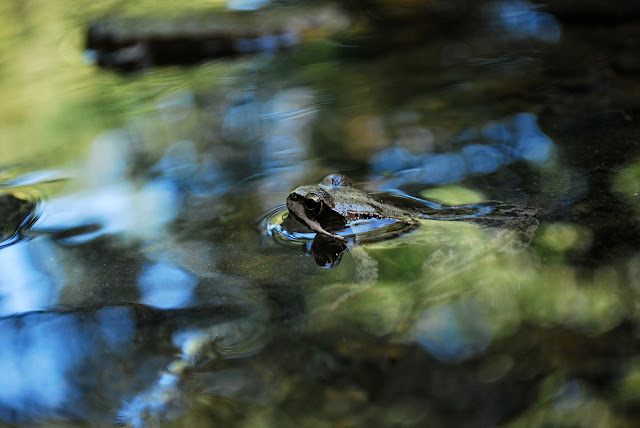 Close-up of frog in water