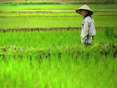 Trabajando en un Mar verde - Fotos de Laos de Ben Visbeek