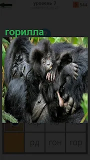 Большая горилла с детенышем сидит и держит его на руках