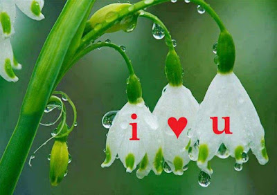 i-loveyou-written-in-flowers