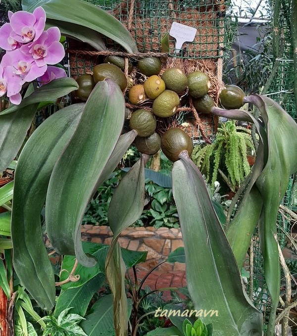 Бульбофиллум фаленопсис (Bulbophyllum phalaenopsis)