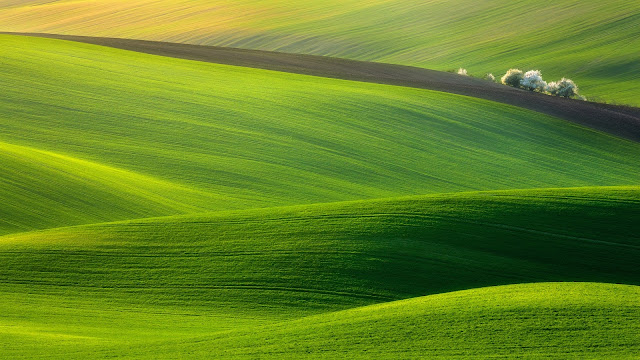Spectacular Green Field HD Wallpaper