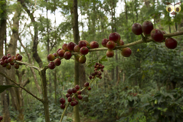 Coffee berries in Woodway Estate