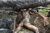 Polres Simalungun Melalui Polsek Tanah Jawa Bantu Evakuasi Temuan Mayat Di Sungai  Mombuaya
