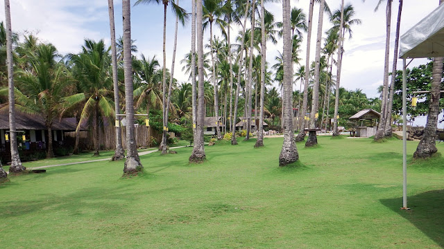 wide and well maintained grass loan with coconut trees at Kuting Reef Resort and Spa in Macrohon Southern Leyte