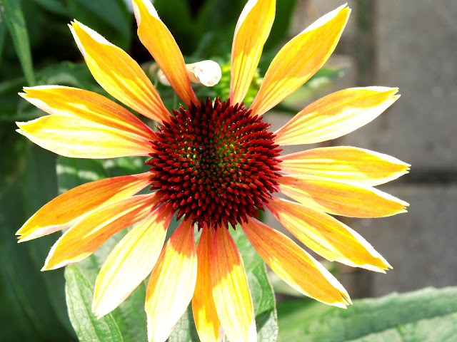 echinacea czyli jeżówka