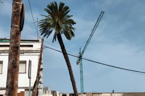 La palmera que caurà al raval de santa Magdalena de Vilanova i la Geltrú