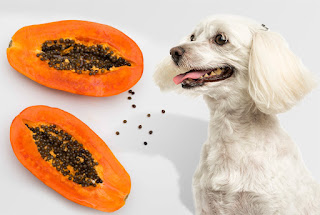 ¿Pueden los perros comer papaya?