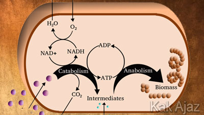 Katabolisme Karbohidrat, Protein, dan Lemak [Soal UN dan Pembahasan]