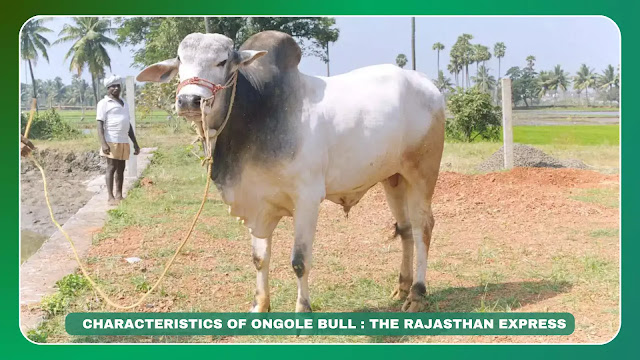"Discover the Ongole cattle, a unique dual-purpose breed from Andhra Pradesh, India. Known for their exceptional milk yield and strong draft capabilities, learn about their characteristics, historical significance, and global impact in agriculture and milk production.