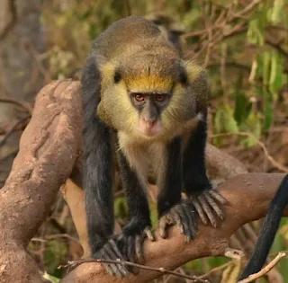 Monyet Mona (Cercopithecus mona)