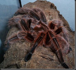 spider