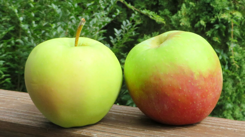 Two apples, one green with small faint pink blush, the other green with larger red blush.