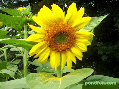 Sun Flower