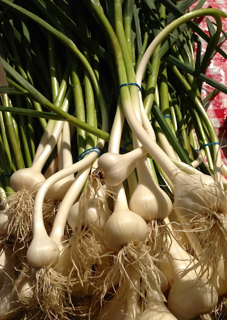 green_garlic_farmers_market