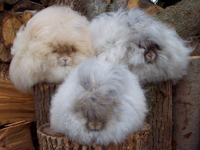 angora rabbit, angora, english angora rabbit, angora rabbits, angora bunny, french angora rabbit, english angora, giant angora rabbit, french angora, satin angoras, long haired bunny, long haired rabbits, world's fluffiest bunny, french angora rabbits for sale, angora bunnies, satin angora rabbit, baby angora rabbit, angoras, dwarf angora rabbit, angora rabbit breeds, wally angora rabbit, angora rabbit price, shaved angora rabbit, angola rabbit, angorra, long hair rabbit