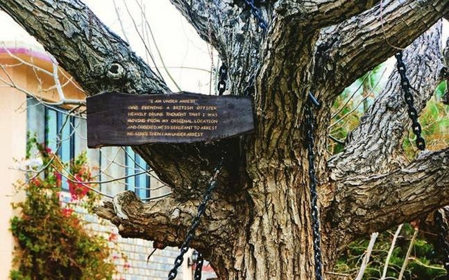 tree-under-arrest-3 tree-under-arrest-3