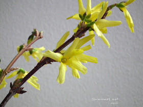 Forsythia flowers