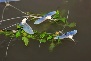 mayfly