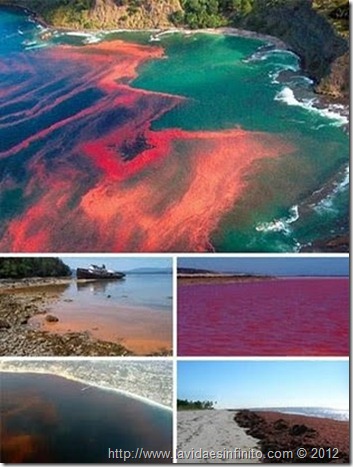naturaleza_marearoja1237822093733_f