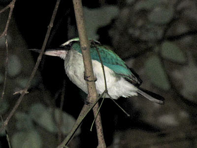 Collared Kingfisher (Todiramphus chloris)