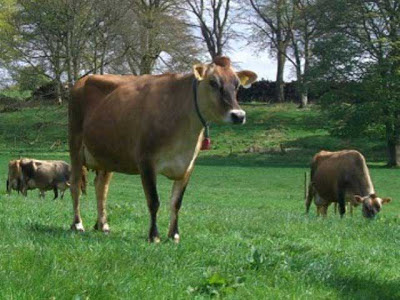 Jersey Cattle