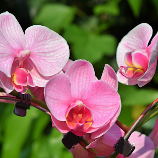 Typical-Flowers:-A-Guide-to-Classic-Blooms-for-Every-Occasion