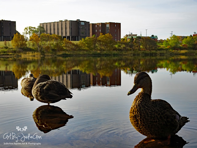 Calm day on city pond