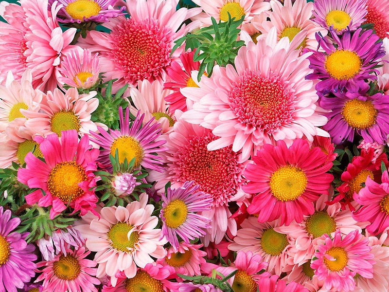 Romantic Flowers: Love Flowers