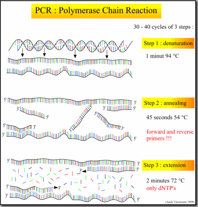 PCR