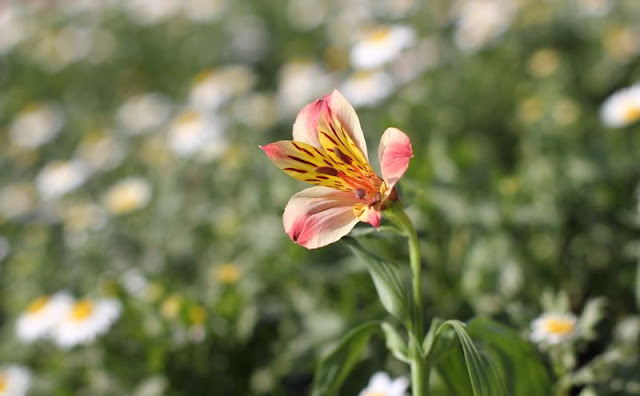 Peruvian Lily Flowers Pictures