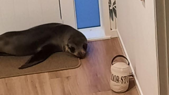 Seal In New Zealand