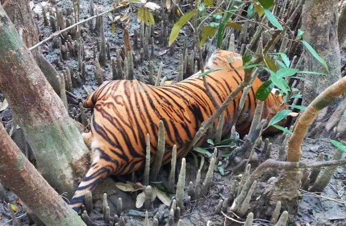  Bangladesh: The recovery of a tiger's dead body from the Sundarbans