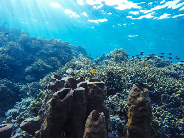 Exploring the World's Most Important Coral Reef Ecosystem in the Togean Islands