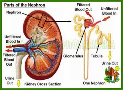 bagian ginjal, gejala sakit ginjal, solusi sakit ginjal