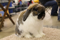 Holland Lop Show - Pulaukelinci blog