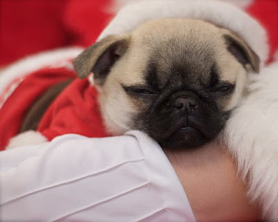 Santa Hat Seen On www.coolpicturegallery.us