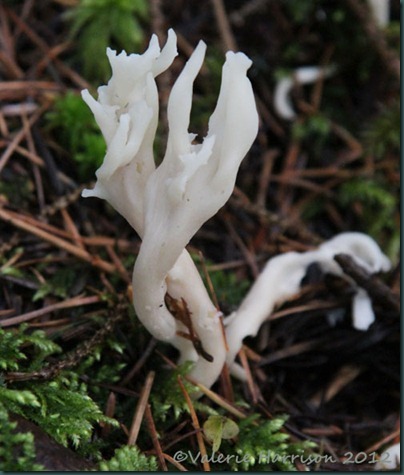 10-Clavulina rugosa