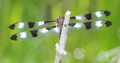 Twelve-spotted Skimmer (Libellula pulchella)