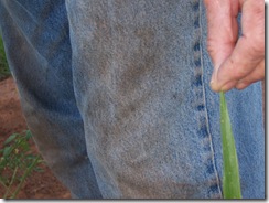 tallest bad day corn  2