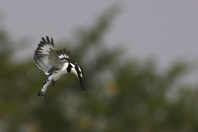 Travel Tirunelveli Nellai Thamirabarani Western Ghats Birds Nature