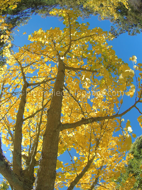 Wuling Farm maple autumn foliage