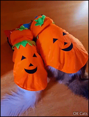 Halloween cat GIF •  2 hungry and fluffy Halloween Pumpkins. Happy meoween cute kitties [ok-cats.com]