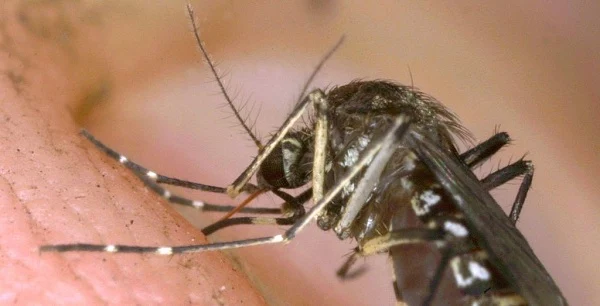  Βιολογικό όπλο: Μεταλλαγμένα κουνούπια εξάπλωσαν τον ιό Ζίκα; [Βίντεο]