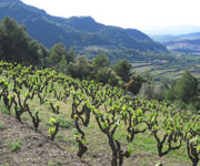 Tokaj Wine Region Historic Cultural Landscape