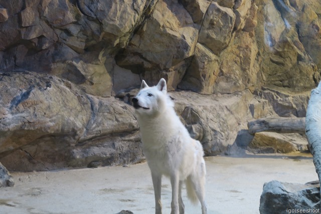 Chimelong Ocean Kingdom - arctic wolves exhibit