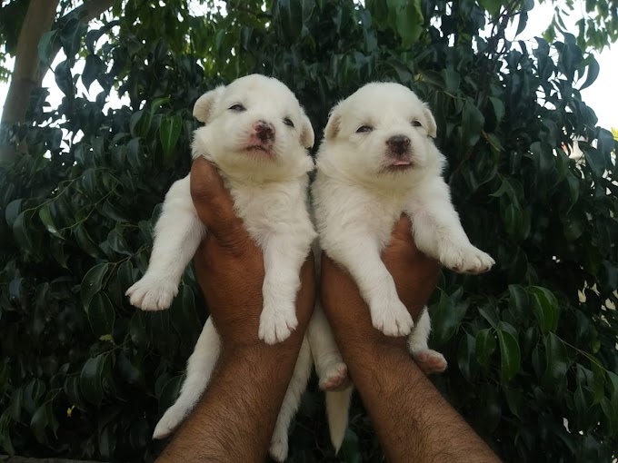 Pomeranian dog in Jalandhar and Chandigarh