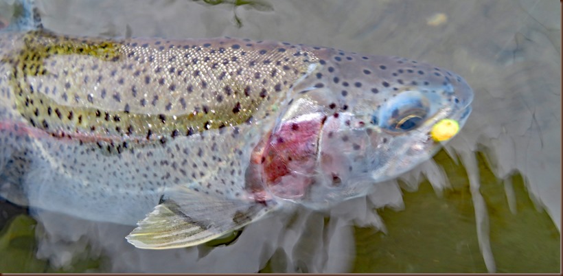 Cooper Landing AK47-13 Aug 2018