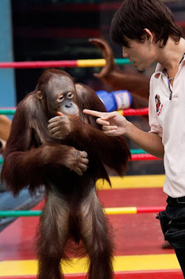 Kick-boxing Orangutans in Thailand Seen On www.coolpicturegallery.net
